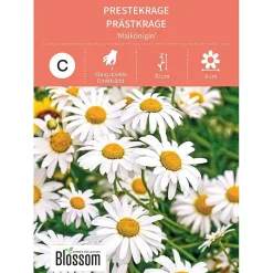 Frø prestekrage