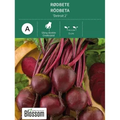 Frø rødbete