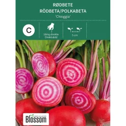 Frø rødbete