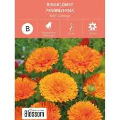 Frø ringblomst