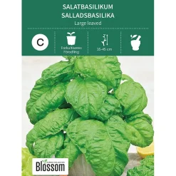 Frø salatbasilikum