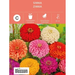 Frø sinnia