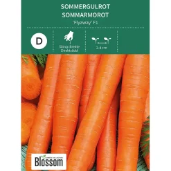 Frø sommergulrot