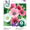 Frø sommerstokkrose