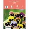Frø stemorsblomst
