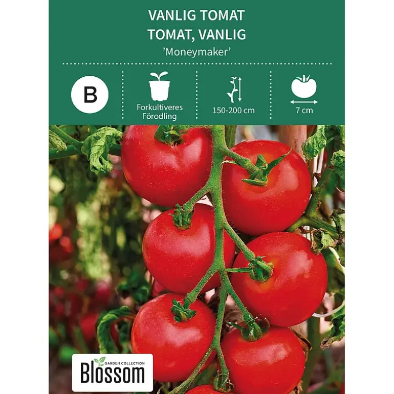 Frø tomat