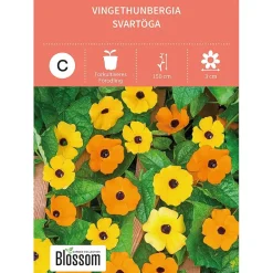 Frø vingethunbergia