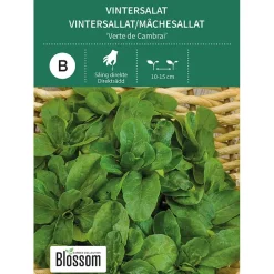 Frø vintersalat