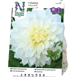 Georgine