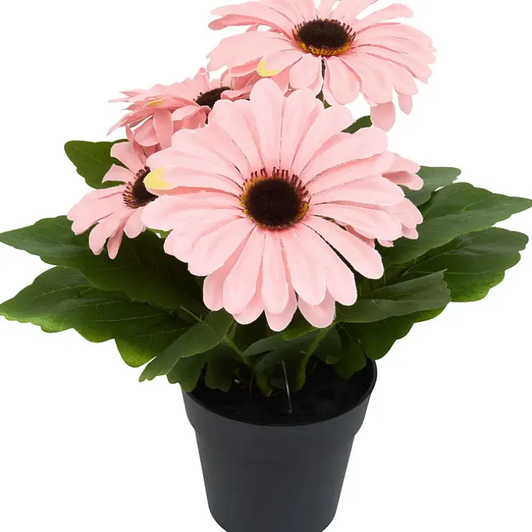 Gerbera
