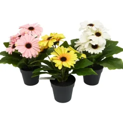 Gerbera