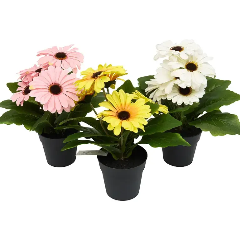 Gerbera