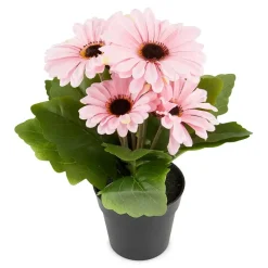 Gerbera