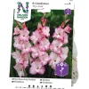Gladiol