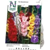Gladiol