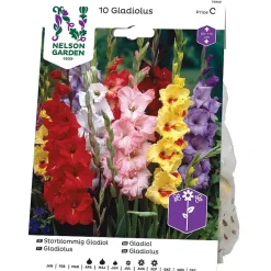Gladiol