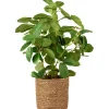 Grønnplante