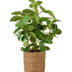 Grønnplante