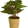 Grønnplante