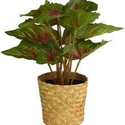 Grønnplante