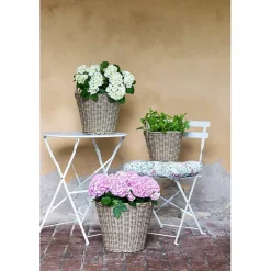Hagehortensia