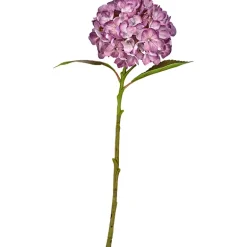 Hortensia