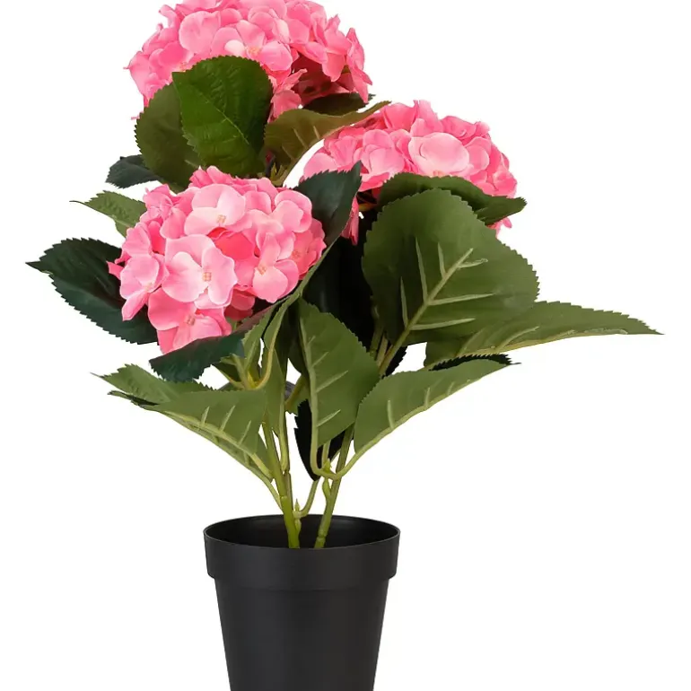 Hortensia