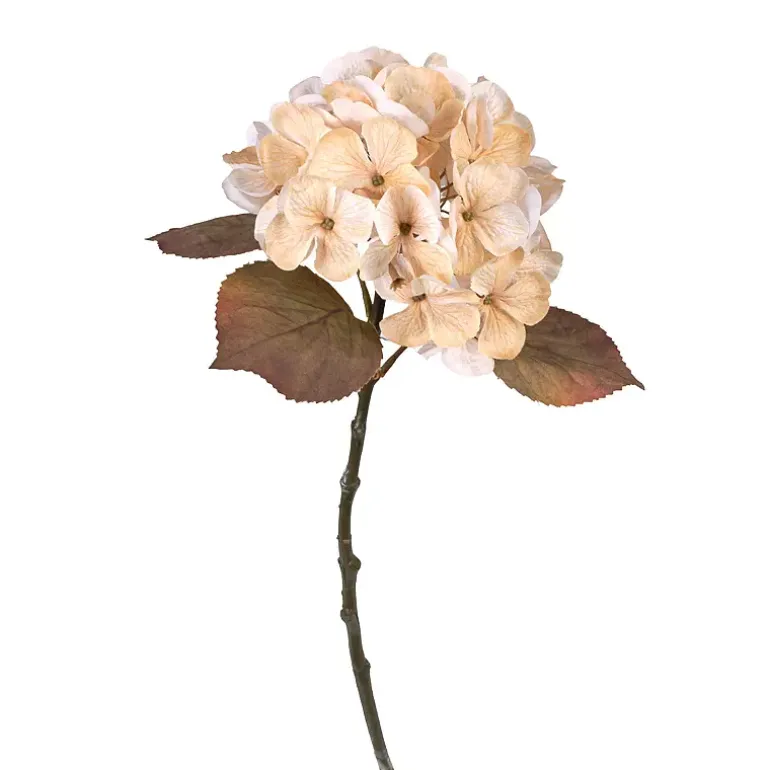Hortensia gren