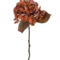 Hortensia gren