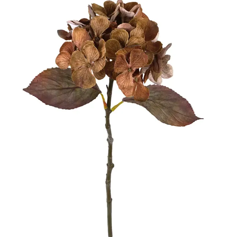 Hortensia gren