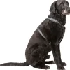 Hundesele Y form