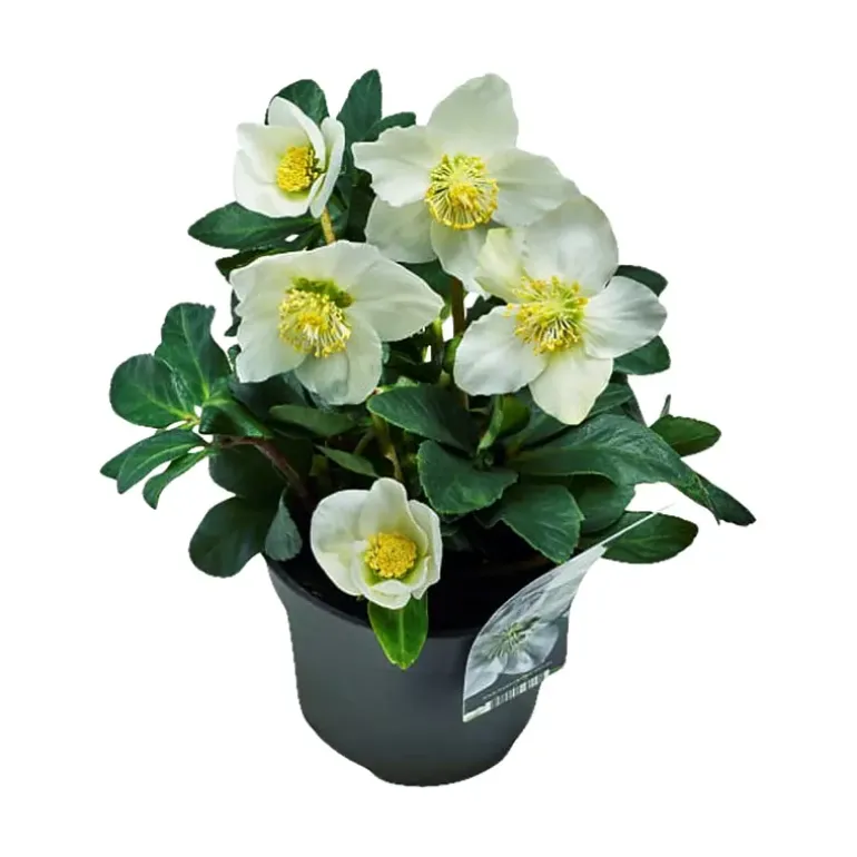 Julerose
