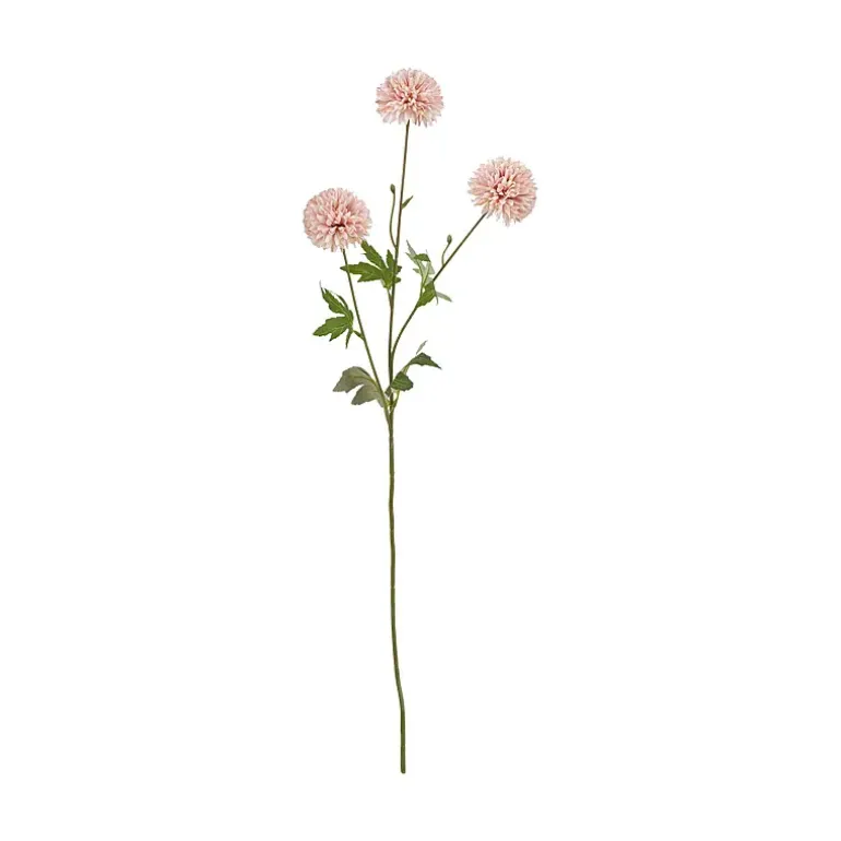 Kinesisk aster