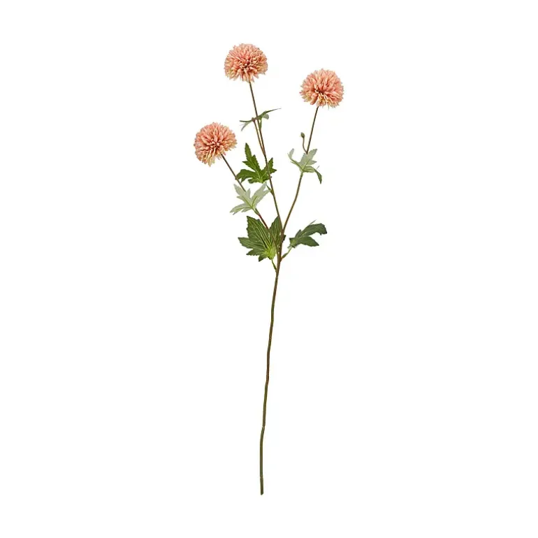 Kinesisk aster