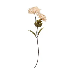Krysantemum