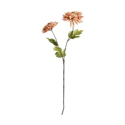 Krysantemum
