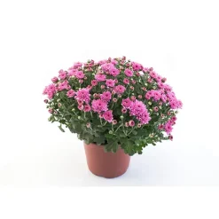 Krysantemum