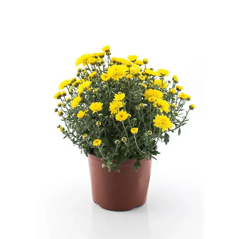 Krysantemum
