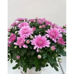Krysanthemum