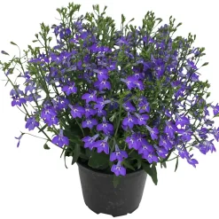 Lobelia