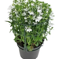 Lobelia