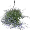 Lobelia, ampel