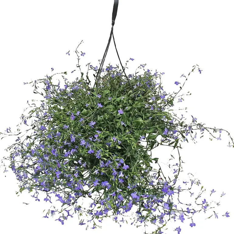 Lobelia, ampel