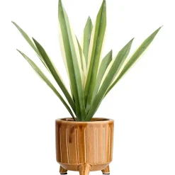 Maguey