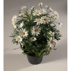 Margeritt hvit