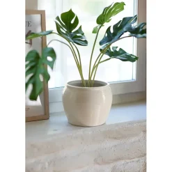 Monstera