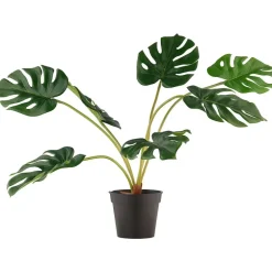 Monstera