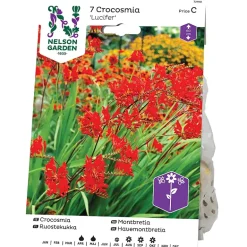 Montbretia