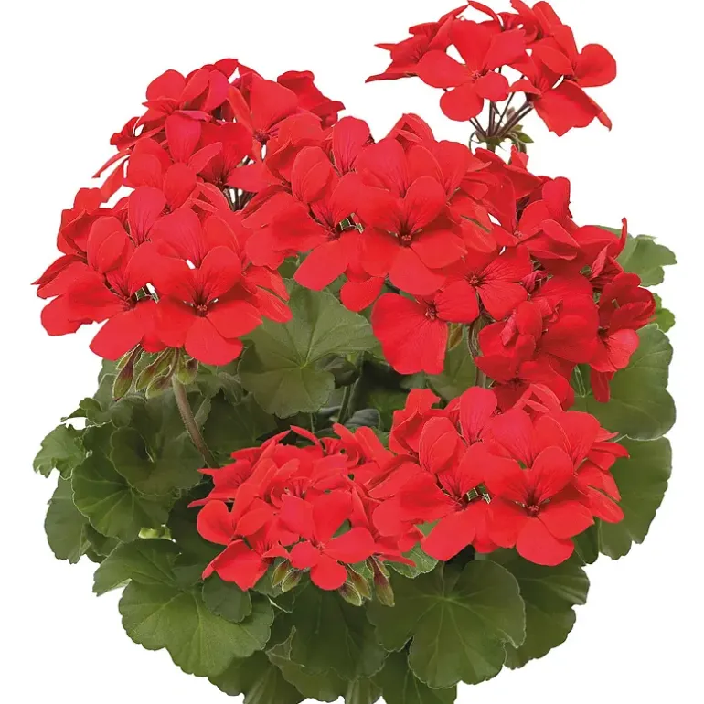 Pelargonia