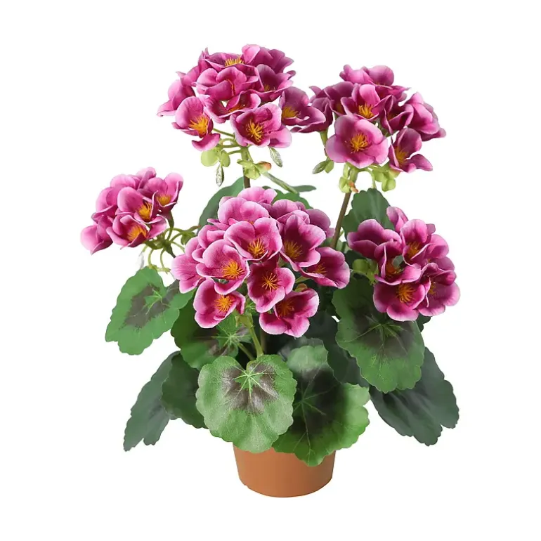 Pelargonia